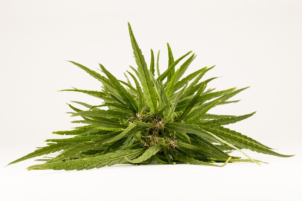 Hemp, Marijuana, Growing hemp, Extracting hemp, Delta 9 THC